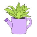 Green plant in a purple watering can.